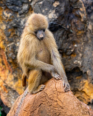 Monkey sitting on a rock at Cabárceno Park (Cantabria, Spain)