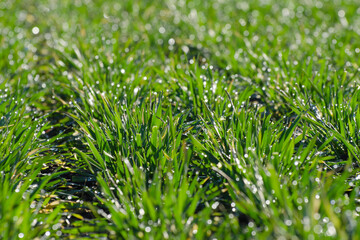 Young wheat sprouts in early spring. Cereals in an agricultural field. Beautiful background with light effect.
