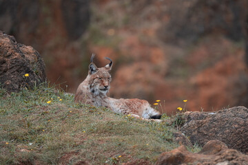 Curious and beautiful boreal lynx (Lynx lynx) in cabarceno walking on its environment and looking at the camera. This cute bobcat with vibrant colors and deep eyes 