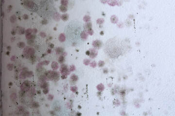 mold on the wall in the house, high humidity, the ventilation system is not working