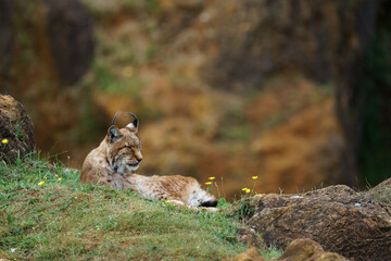 Curious and beautiful boreal lynx (Lynx lynx) in cabarceno walking on its environment and looking at the camera. This cute bobcat with vibrant colors and deep eyes 