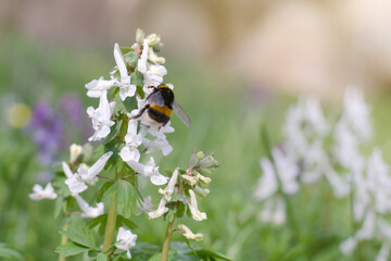 Bumblebee on a crested flower. Early flowering plants. Wild flowers in early spring.