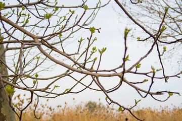 Fototapeta na wymiar Thin branches of a tree with tender shoots. Beginning of spring.