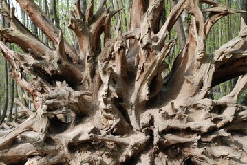 Twisted exposed roots of a fallen tree in Kent, England.