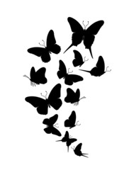 Flock of silhouette black butterflies on white background. Vector