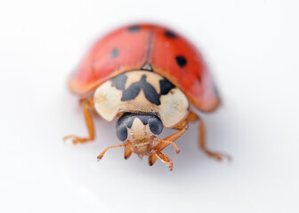 Ladybug isolated on the white 