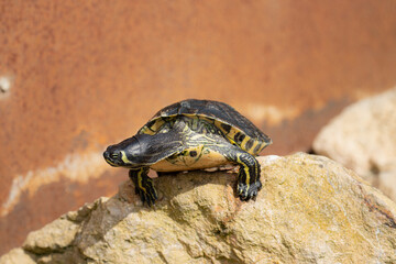 Little turtle on sun