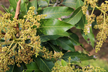 Closeup shot of flowers on a mango tree