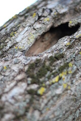Trees in the park of the southern city. Black Sea.
