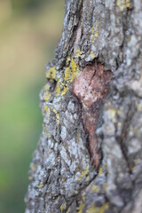 Trees in the park of the southern city. Black Sea.
