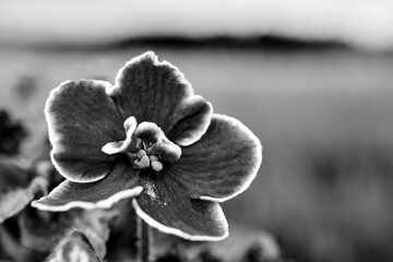 beautiful African violet flower in a meadow during autumn