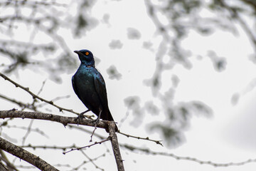 A small bird (Cape Glossy Starling - Lamprotornis nitens) perched on a branch in Kruger National Park, South Africa.