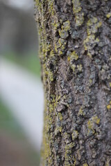 Obraz premium Trees in the park of the southern city. Black Sea.