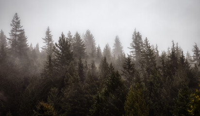 Fototapeta na wymiar Rain Forest Trees Covered in White Fog during a rainy winter day. Near Squamish, North of Vancouver, British Columbia, Canada. Dark Art Mood. Nature Background Panorama