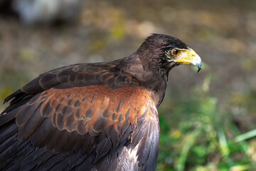 Fototapeta premium Perching Harris's hawk (Parabuteo unicinctus) at Cabárceno Park (Cantabria, Spain)