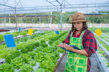 Obraz premium Asian farmer woman working at the salad farm,Planting Organic hydroponic vegetable for small business