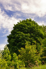 Fototapeta premium Trees at the edge of the forest under the sky with clouds