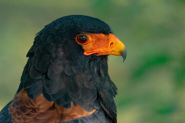 Bateleur or Terathopius ecaudatus in profile