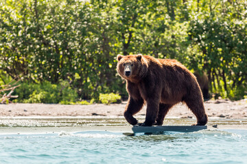 Naklejka na ściany i meble Brown bear or Ursus arctos beringianus fishing in the Kurile lake. Kamchatka Peninsula, Russia
