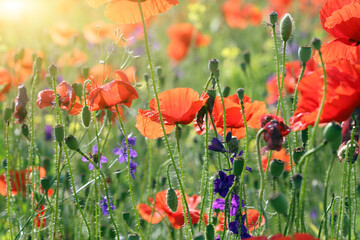 red poppies wildflowers spring season nature background