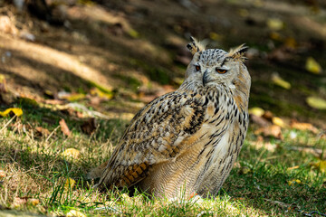 Fototapeta premium Bubo bubo owl, standing in the grass at Cabárceno Park (Cantabria, Spain)