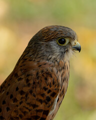Cernicalo portrait close up