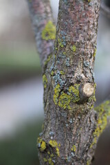 Obraz premium Trees in the park of the southern city. Black Sea.