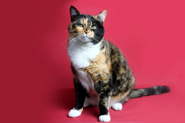 adult domestic cat proudly sitting on red background, looks around, the concept of keeping...