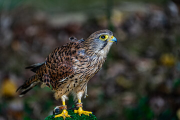 Cernicalo portrait
