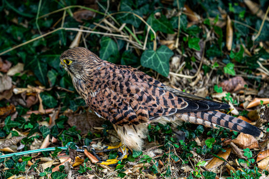 Cernicalo portrait with leafs sheets