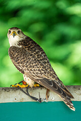 Cernicalo looking in front portrait