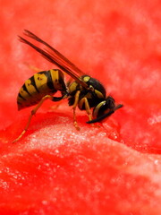 Wespe auf Melone