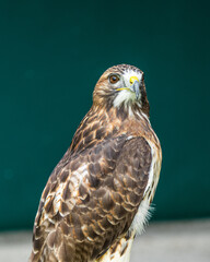 Cernicalo looking in front portrait