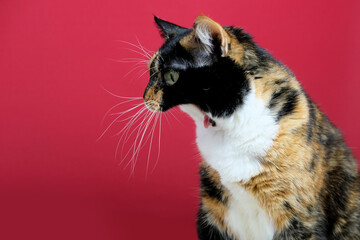 adult domestic cat proudly sitting on red background, looks around, the concept of keeping...
