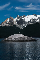 white dove on a stone with the mountains behind