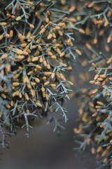 Trees in the park of the southern city. Black Sea.