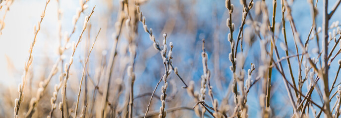 Spring branches of pussy willow on colorful blurred background. Beautiful panoramic scenery