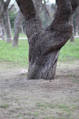 Obraz premium Trees in the park of the southern city. Black Sea.