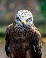 Black kite or black milanus Milvus migrans looking in front