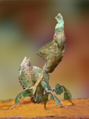 Phyllocrania paradoxa mantis portrait 