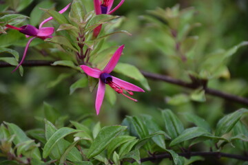 purple pink flower