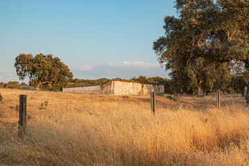 arm in the Andalusian fields