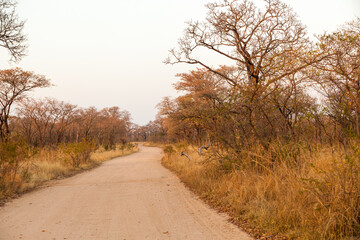 The dirt roads of the Krugetr park in the early morning sunrise. 