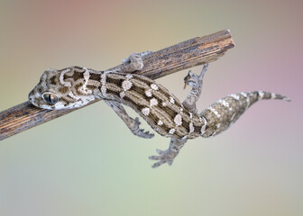 Viper gecko with fruit fly