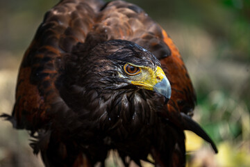 Wet Harris's hawk or Parabuteo unicinctus