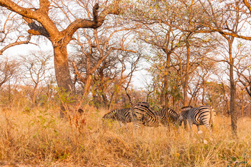 A herd of zebra standing and grazing in the bush in the early morning sunrise, Kruger park, South Africa.