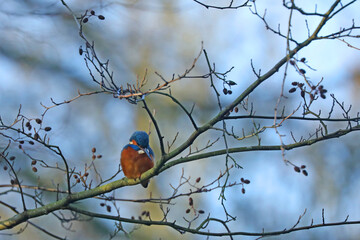 Eisvogel