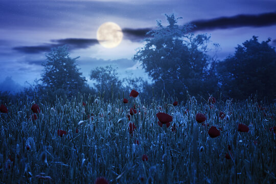 red poppy field in the mist at night. beautiful rural landscape in summer full moon light. mysterious atmosphere. trees in the distant fog