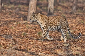 Leopard at Kabini, Nagarhole National Park, Karnataka, India
