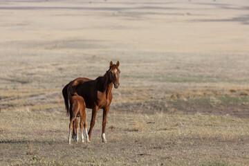 Wild Horse Mare and Foal in the Utah Desert